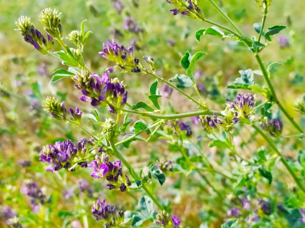 istock Wild purple flower 1174797674