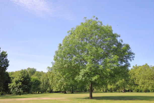 istock Green park cityscape London UK 1174797819