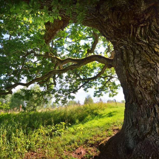 istock Old oak tree in Kvepene, Latvia 1174798763