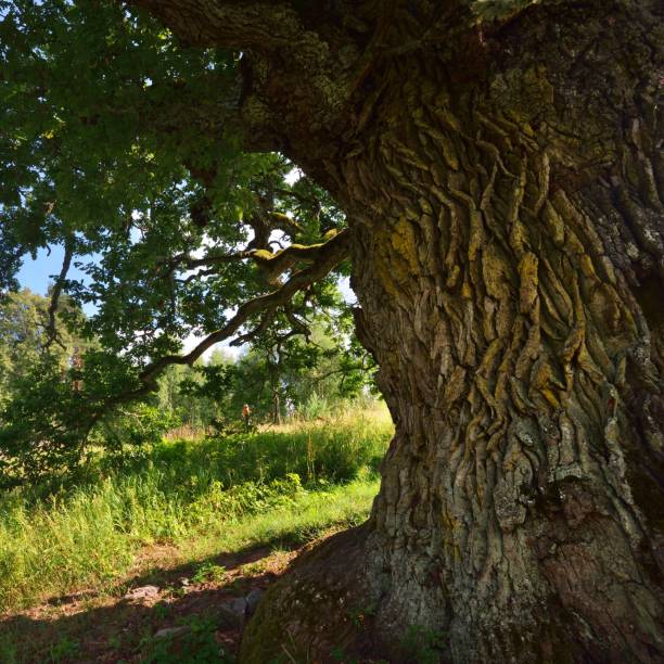 Old oak tree in Kvepene, Latvia