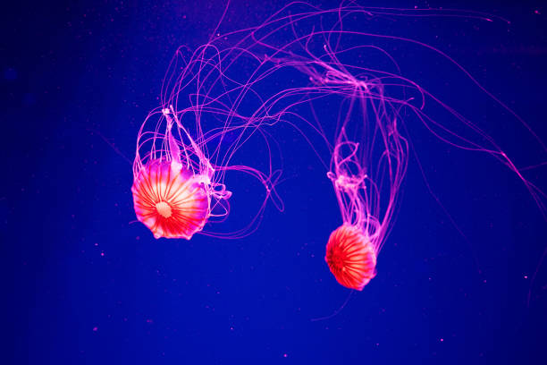istock Jellyfish on blue background. Japanese sea nettle (Chrysaora Pacifica) 1174799100
