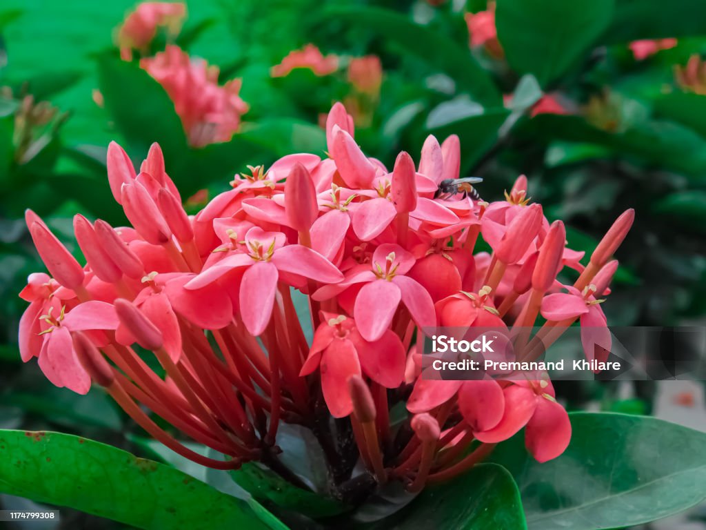 Flor De Espiga Roja Flor Ixora Con Abeja Miel Foto de stock y más banco de imágenes de Abstracto - Abstracto, Actividad al aire libre, Aire libre - iStock Flor De Espiga Roja Flor Ixora Con Abeja Miel Foto de stock y más banco de imágenes de Abstracto - Abstracto, Actividad al aire libre, Aire libre - iStock