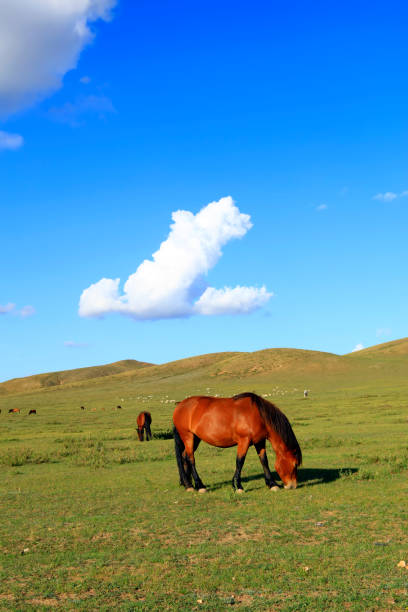 istock The horses in the grasslands 1174799518