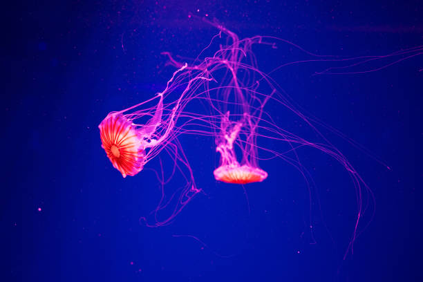 istock Jellyfish on blue background. Japanese sea nettle (Chrysaora Pacifica) 1174799809