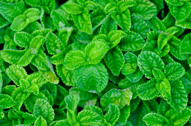 mentha as plant as mentha mint plant, mint or Pilea nummulariifolia pilea nummulariifolia stock pictures, royalty-free photos & images