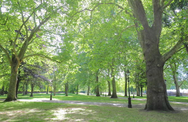 istock Green park cityscape London UK 1174800848