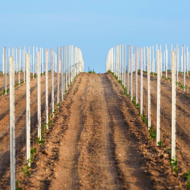 istock Young wine crops on a field in Germany, Pfalz 1174802389