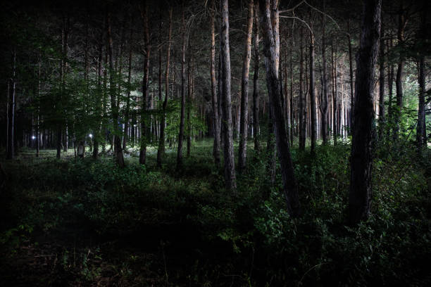 istock magical lights sparkling in mysterious forest at night. Pine forest with strange light 1174803273