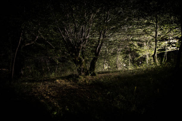 istock Magical lights sparkling in mysterious forest at night. Pine forest with strange light. 1174803316