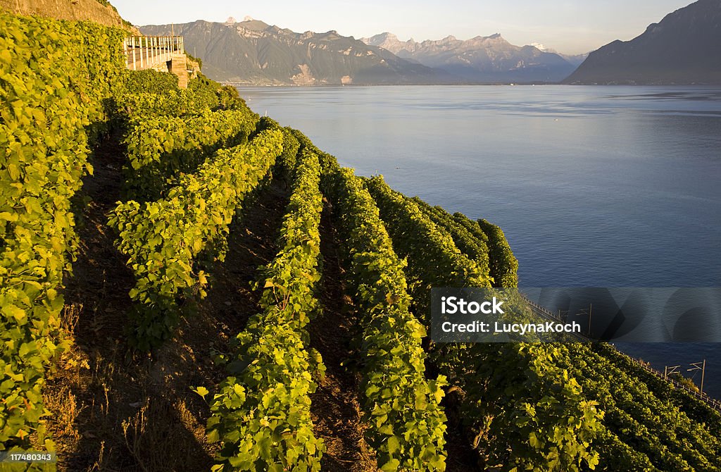 Weinberge, UNESCO-Weltkulturerbe, Lavaux - Lizenzfrei Genfer See Stock-Foto