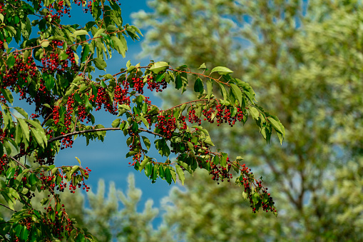 A black cherry tree (prunus serotina) full of unripe red berries in late summer sunshine
