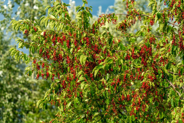 A black cherry tree (prunus serotina) full of red berries in late summer