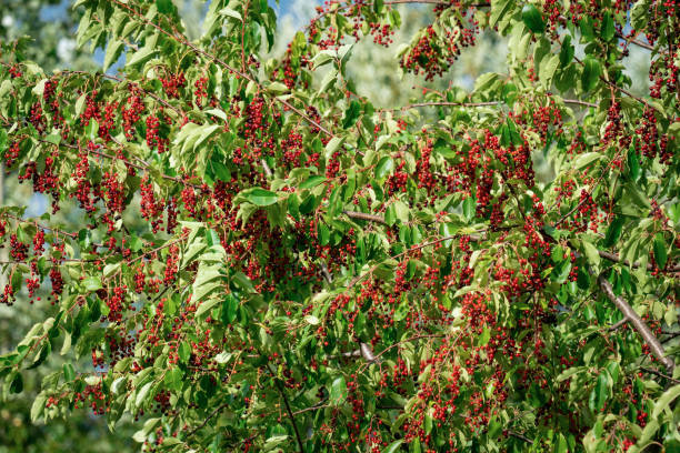 istock A black cherry tree (prunus serotina) full of red berries in late summer 1174804614