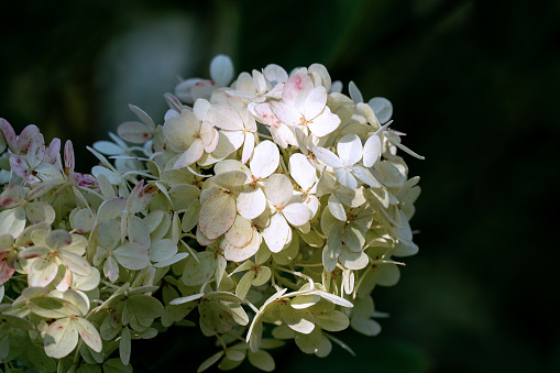Close up of the tender and fragile white flowers of a Panicled Hydrangea (Hydrangea paniculata) in bright sunshine with a dark background and space for text