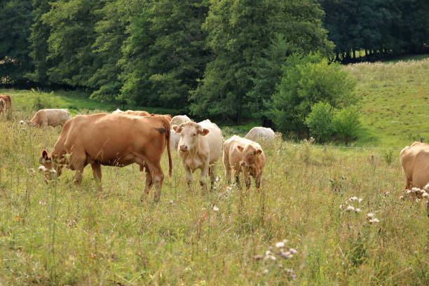 istock Cow grazing on a lovely green pasture 1174805022