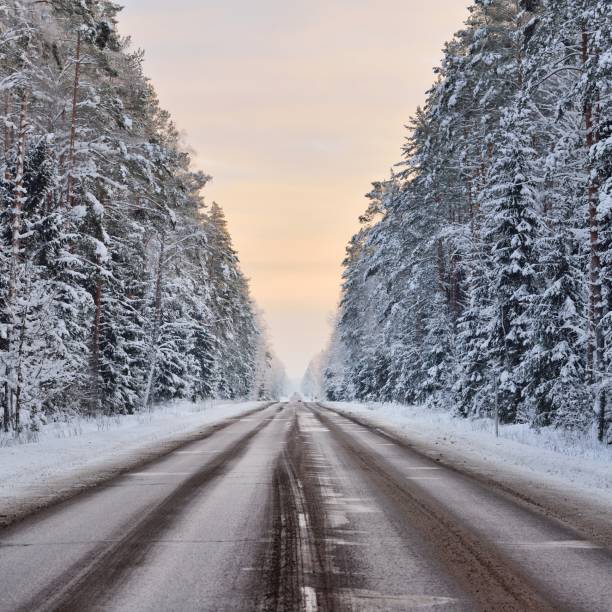 istock Forest highway through an old coniferous forest at winter 1174805912