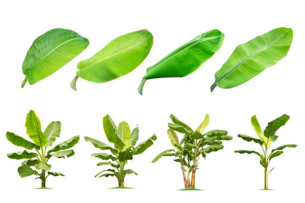 istock Banana trees and banana leaves Isolated tree on white background , 1174807794