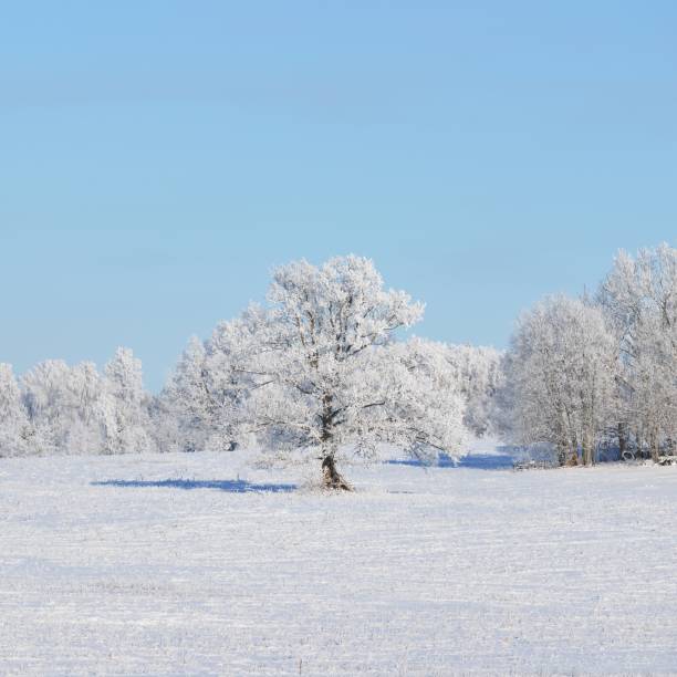 istock Lonely oak tree on a snowcovered field surrounded by forest 1174808014
