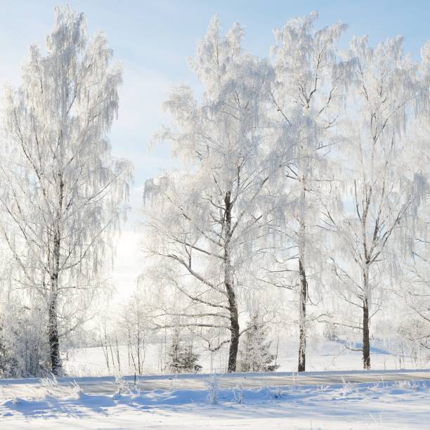 istock Birch trees in rime on a clear winter day 1174808037