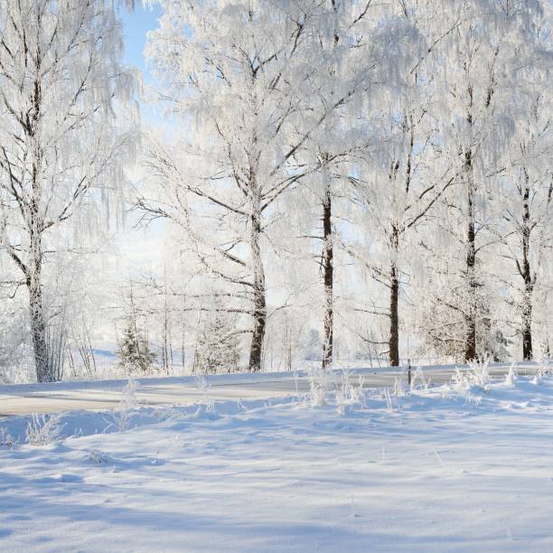istock Winter wonderland snowcovered forest road with birch trees on a sunny day 1174808039