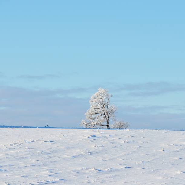 istock Lonely oak tree on a snowcovered winter field 1174808088