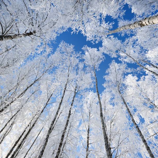 istock Birch trees in rime on a clear winter day 1174808220