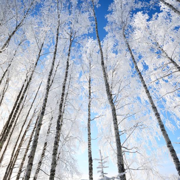 istock Birch trees in rime on a clear winter day 1174808224