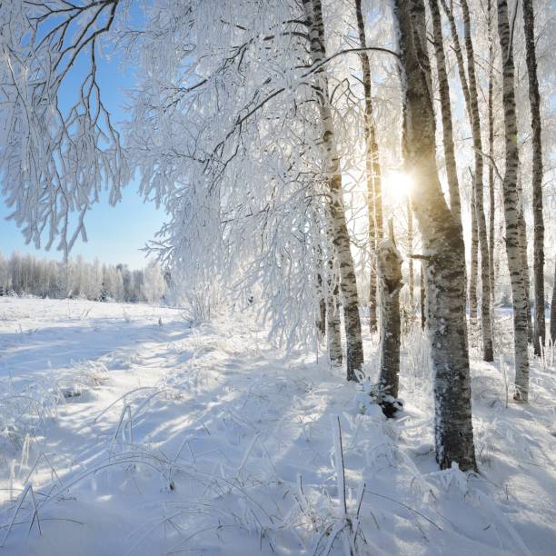 istock Birch trees in rime on a clear winter day 1174808226