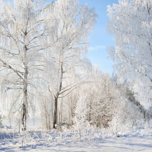 istock Birch trees in rime on a clear winter day 1174808227