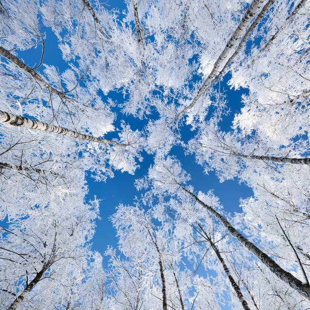 istock Birch trees in rime on a clear winter day 1174808231