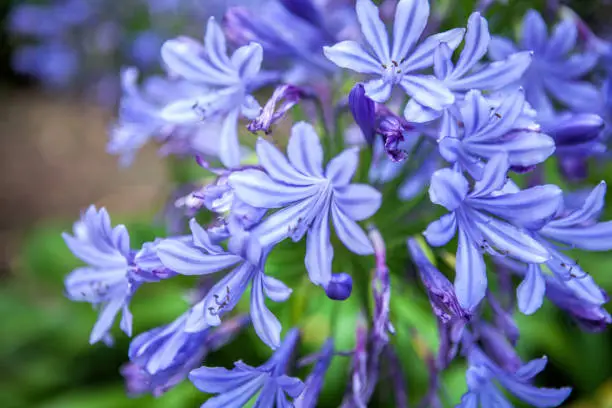 Agapanthus, or African Lily