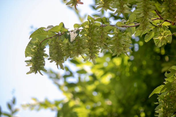 istock Close up shoot of leaves of Pterocarya stenoptera (chinese wingnut) tree. 1174811305