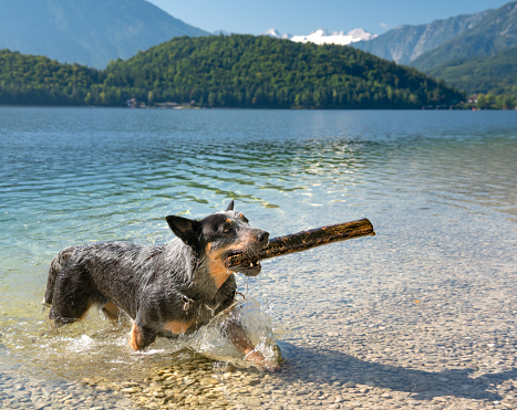 Australian Cattle Dog retrieving a stick from the lake, Austria. Nikon D850. Converted from RAW.