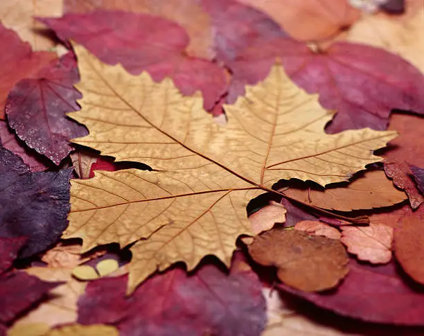 Photo of autumn leaf XXL ( KODAK EKTACHROME)