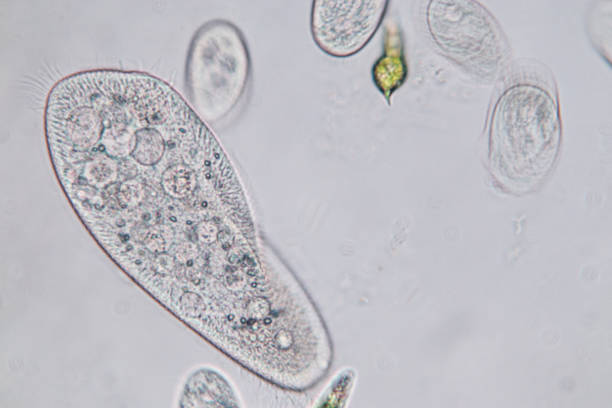 paramecium caudatum es un género de protozoos y bacterium unicelulares ciliados bajo el microscopio. - paramecium fotografías e imágenes de stock