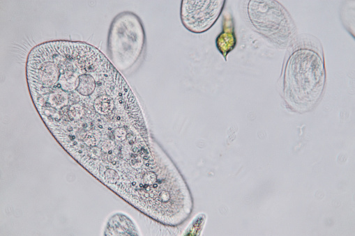 Paramecium caudatum is a genus of unicellular ciliated protozoan and Bacterium under the microscope.