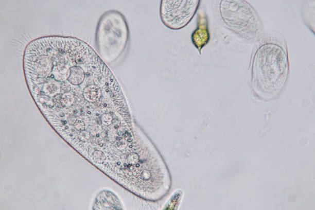 Paramecium caudatum is a genus of unicellular ciliated protozoan and Bacterium under the microscope. stock photo