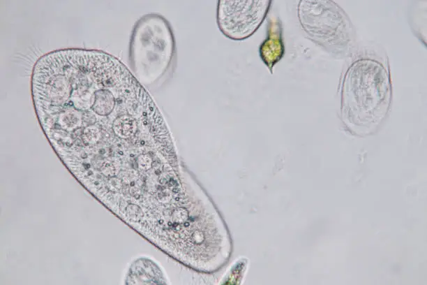 Photo of Paramecium caudatum is a genus of unicellular ciliated protozoan and Bacterium under the microscope.