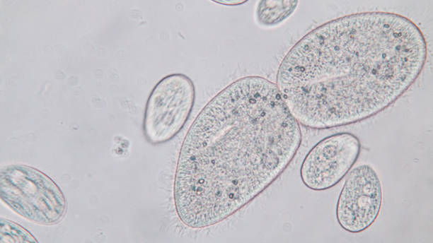 paramecium caudatum ist eine gattung von einzelligem zilien-protozoen und bakterium unter dem mikroskop. - conjugation stock-fotos und bilder