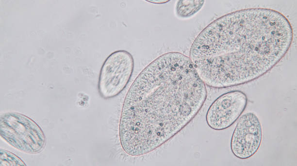 パラメシウムコーダタムは、顕微鏡下の単細胞の毛様体化原虫および細菌の属である。 - paramecium ストックフォトと画像