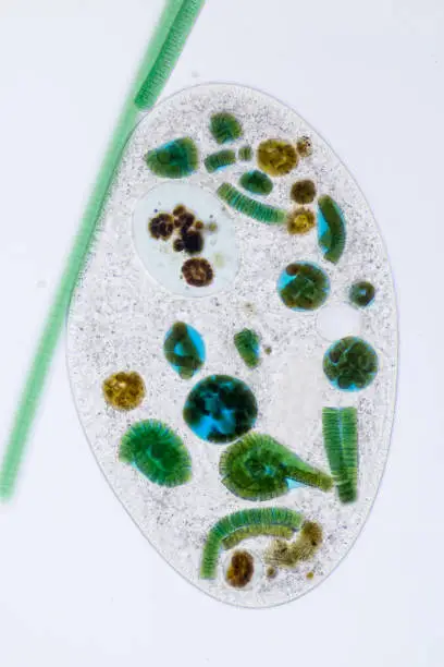 Frontonia sp. is a genus of free-living unicellular ciliate protists under the microscope.