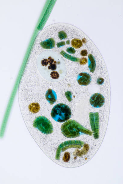 frontonia sp. — род свободно живущих одноклеточных цилиатных протестов под микроскопом. - paramecium стоковые фото и изображения