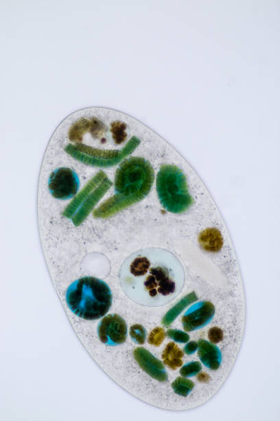 istock Frontonia sp. is a genus of free-living unicellular ciliate protists under the microscope. 1174812714