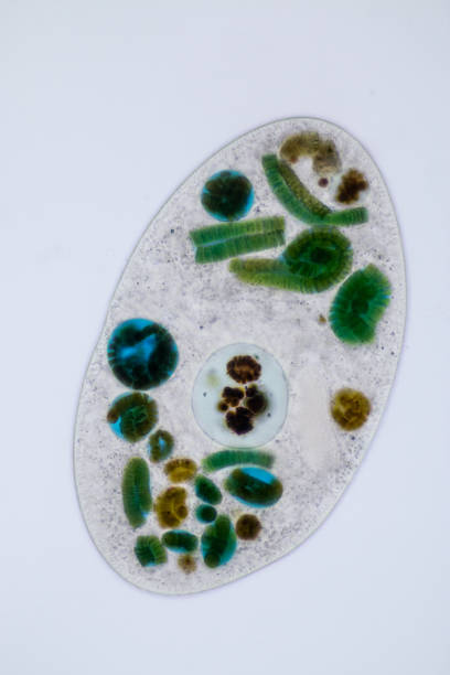 istock Frontonia sp. is a genus of free-living unicellular ciliate protists under the microscope. 1174812733