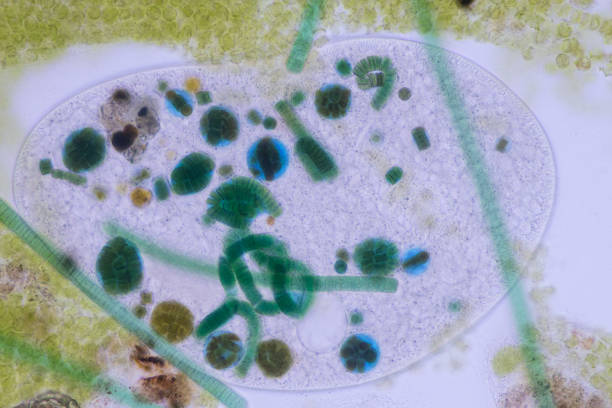 istock Frontonia sp. is a genus of free-living unicellular ciliate protists under the microscope. 1174812737