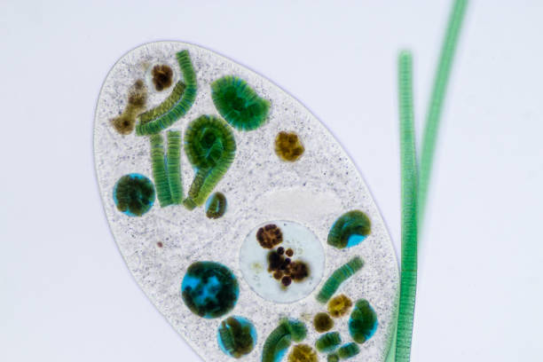 フロントニアsp.は、顕微鏡下で自由に生きている単細胞性毛様の前駆者の属である。 - paramecium ストックフォトと画像