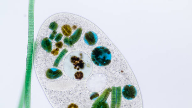 istock Frontonia sp. is a genus of free-living unicellular ciliate protists under the microscope. 1174812752