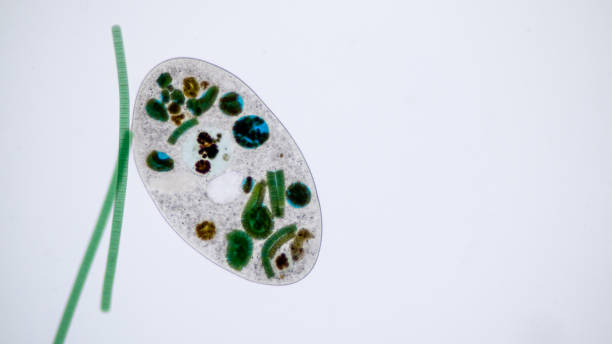 istock Frontonia sp. is a genus of free-living unicellular ciliate protists under the microscope. 1174812767