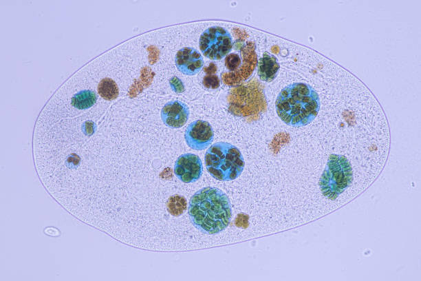 Frontonia sp. is a genus of free-living unicellular ciliate protists under the microscope.