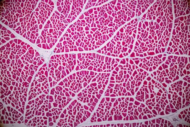 Education anatomy and Histological sample Striated muscle Tissue under the microscope.